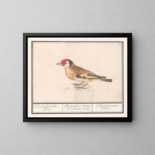 Goldfinch Putter Carduelis carduelis - Anselmus Botius de Boodt — framed artwork on a wall