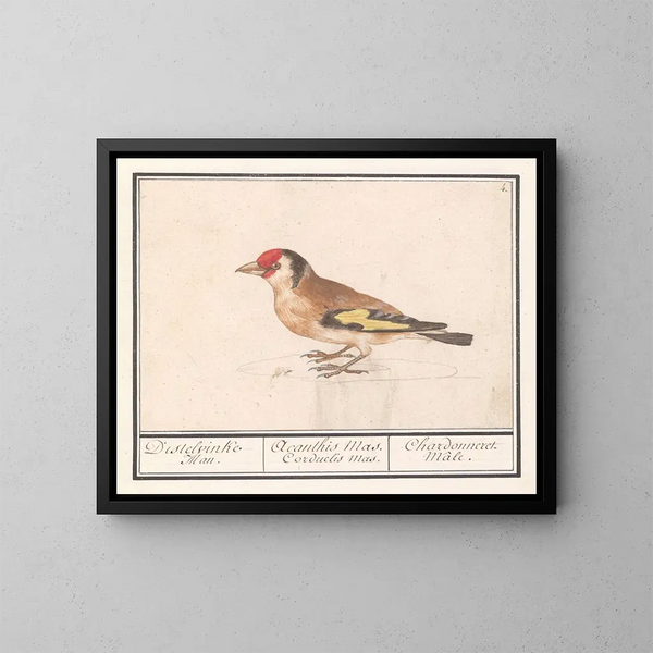 Goldfinch Putter Carduelis carduelis - Anselmus Botius de Boodt — framed artwork on a wall