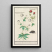 Reproduction of the painting Ranunculus - Anselmus Botius de Boodt