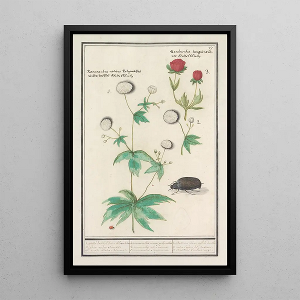 Reproduction of the painting Ranunculus - Anselmus Botius de Boodt