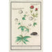 Reproduction of the painting Ranunculus - Anselmus Botius de Boodt