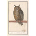 the Short-eared Owl Asio otus uijl Bubo hibou - Anselmus Botius de Boodt — artwork view