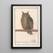 the Short-eared Owl Asio otus uijl Bubo hibou - Anselmus Botius de Boodt — framed artwork on a wall