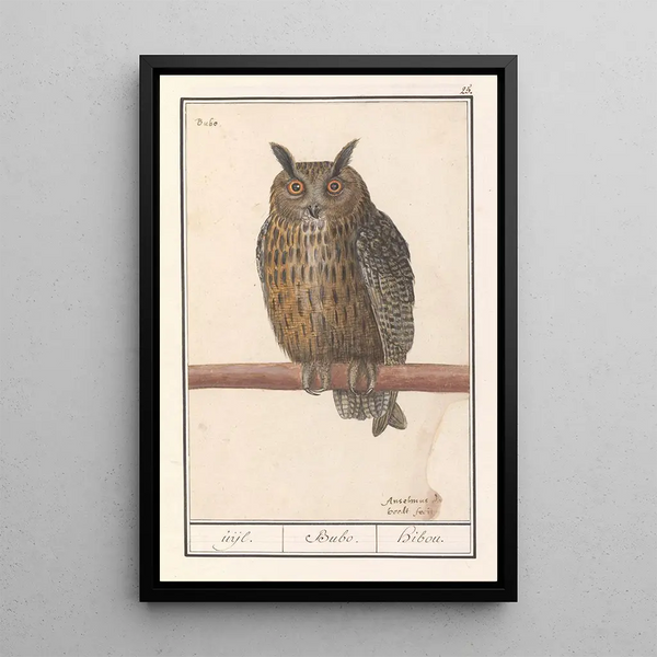 the Short-eared Owl Asio otus uijl Bubo hibou - Anselmus Botius de Boodt — framed artwork on a wall