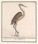 Heron Ardea - Anselmus Botius de Boodt — artwork view