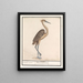 Heron Ardea - Anselmus Botius de Boodt — framed artwork on a wall
