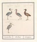 Herons Ardeidae - Anselmus Botius de Boodt — artwork view