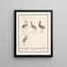 Herons Ardeidae - Anselmus Botius de Boodt — framed artwork on a wall