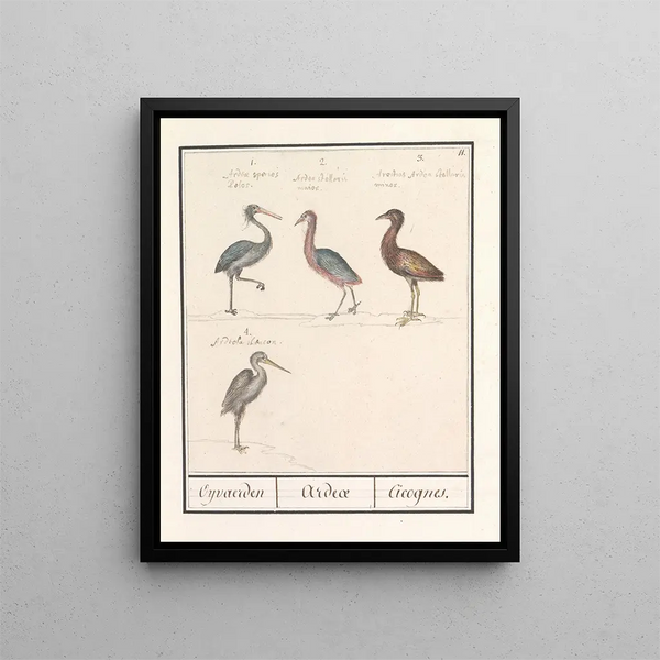 Herons Ardeidae - Anselmus Botius de Boodt — framed artwork on a wall