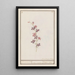 Pied d'alouette Consolida ridder spoore enkel floro simplici Esperon de chevalier afluer simple - Anselmus Botius de Boodt — framed artwork on a wall