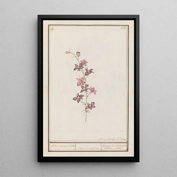 Pied d'alouette Consolida ridder spoore enkel floro simplici Esperon de chevalier afluer simple - Anselmus Botius de Boodt — framed artwork on a wall