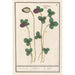 Red Clover Trifolium pratense Klee Claevers Trifolium Clover - Anselmus Botius de Boodt — artwork view