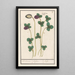 Red Clover Trifolium pratense Klee Claevers Trifolium Clover - Anselmus Botius de Boodt — framed artwork on a wall