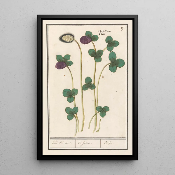 Red Clover Trifolium pratense Klee Claevers Trifolium Clover - Anselmus Botius de Boodt — framed artwork on a wall