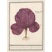 Red Cabbage Brassica oleracea convar capitata var rubra Rooden Cauwel Brassica rubra Red Cabbage - Anselmus Botius de Boodt — artwork view