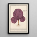 Red Cabbage Brassica oleracea convar capitata var rubra Rooden Cauwel Brassica rubra Red Cabbage - Anselmus Botius de Boodt — framed artwork on a wall