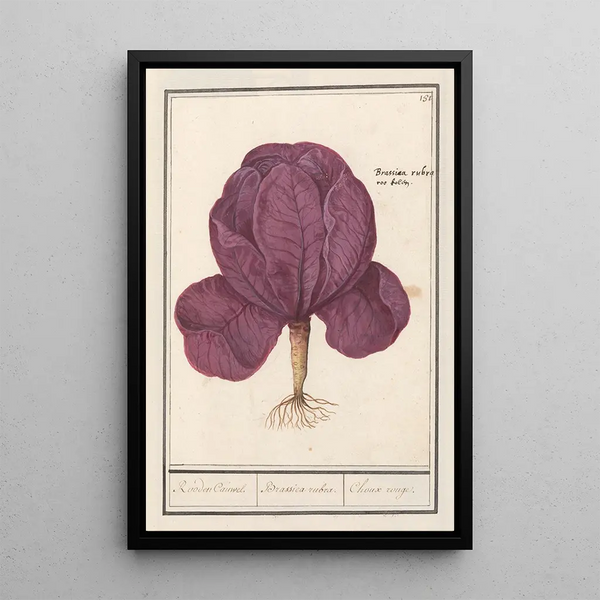 Red Cabbage Brassica oleracea convar capitata var rubra Rooden Cauwel Brassica rubra Red Cabbage - Anselmus Botius de Boodt — framed artwork on a wall