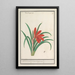 Reproduction of the painting Crocus red Crocus Roode Crocus Crocus Sanguineus - Anselmus Botius de Boodt