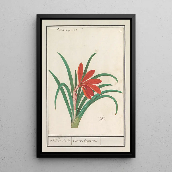 Reproduction of the painting Crocus red Crocus Roode Crocus Crocus Sanguineus - Anselmus Botius de Boodt