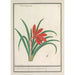 Reproduction of the painting Crocus red Crocus Roode Crocus Crocus Sanguineus - Anselmus Botius de Boodt