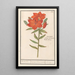 Reproduction of the painting Lis rouge Lilium Roode Lelie Martagon lilium Cruentum Lis rouge - Anselmus Botius de Boodt