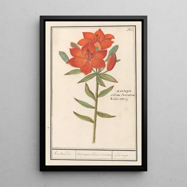 Reproduction of the painting Lis rouge Lilium Roode Lelie Martagon lilium Cruentum Lis rouge - Anselmus Botius de Boodt