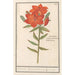 Reproduction of the painting Lis rouge Lilium Roode Lelie Martagon lilium Cruentum Lis rouge - Anselmus Botius de Boodt