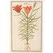Lis rouge Lilium Roode Lelie Martagon lilium Cruentum Martagon - Anselmus Botius de Boodt — artwork view