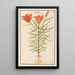 Lis rouge Lilium Roode Lelie Martagon lilium Cruentum Martagon - Anselmus Botius de Boodt — framed artwork on a wall