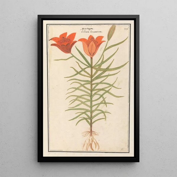 Lis rouge Lilium Roode Lelie Martagon lilium Cruentum Martagon - Anselmus Botius de Boodt — framed artwork on a wall
