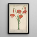 Red Lily Lilium turksche turbant Roode krullelie Martagon constantinopolitanum Martagon red - Anselmus Botius de Boodt