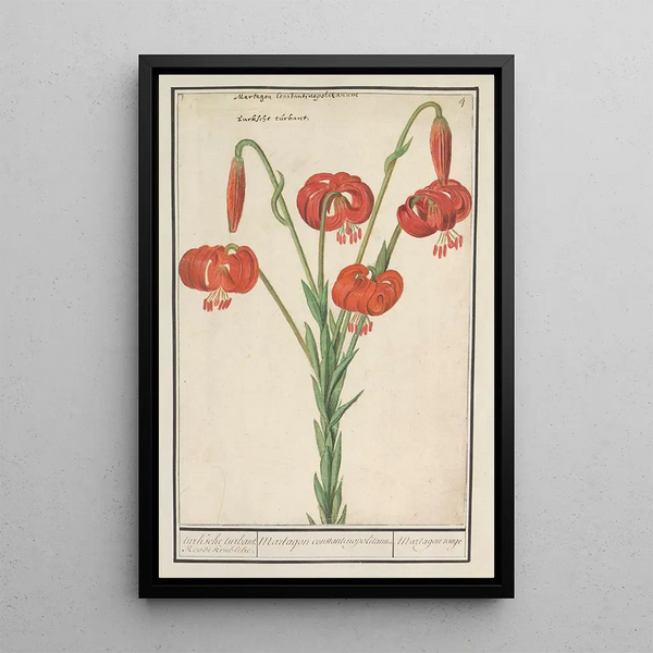 Red Lily Lilium turksche turbant Roode krullelie Martagon constantinopolitanum Martagon red - Anselmus Botius de Boodt