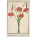 Red Lily Lilium turksche turbant Roode krullelie Martagon constantinopolitanum Martagon red - Anselmus Botius de Boodt