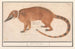 Coati with red nose or coatimundi Nasua nasua Mus indicus - Anselmus Botius de Boodt — artwork view