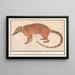Coati with red nose or coatimundi Nasua nasua Mus indicus - Anselmus Botius de Boodt — framed artwork on a wall