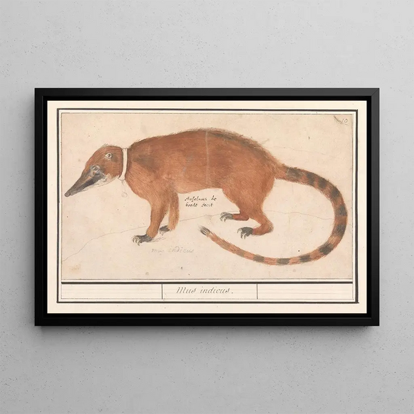 Coati with red nose or coatimundi Nasua nasua Mus indicus - Anselmus Botius de Boodt — framed artwork on a wall
