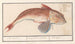 the Red Gurnard Painting Chelidonichthys lucerna, Roobaerd Coccyx bellonii, Cuculus Rouget - Anselmus Botius de Boodt — artwork view