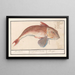 the Red Gurnard Painting Chelidonichthys lucerna, Roobaerd Coccyx bellonii, Cuculus Rouget - Anselmus Botius de Boodt — framed artwork on a wall