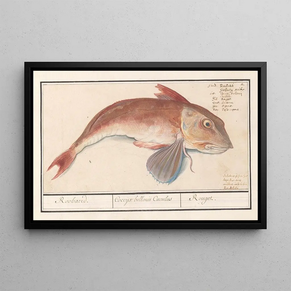 the Red Gurnard Painting Chelidonichthys lucerna, Roobaerd Coccyx bellonii, Cuculus Rouget - Anselmus Botius de Boodt — framed artwork on a wall