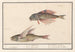 Grondin Rouge Chelidonichthys lucerna and Flying Fish Exocoetidae 1 2 Swallow 1 Milvus 2 Hirundo - Anselmus Botius de Boodt — artwork view