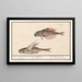 Grondin Rouge Chelidonichthys lucerna and Flying Fish Exocoetidae 1 2 Swallow 1 Milvus 2 Hirundo - Anselmus Botius de Boodt — framed artwork on a wall