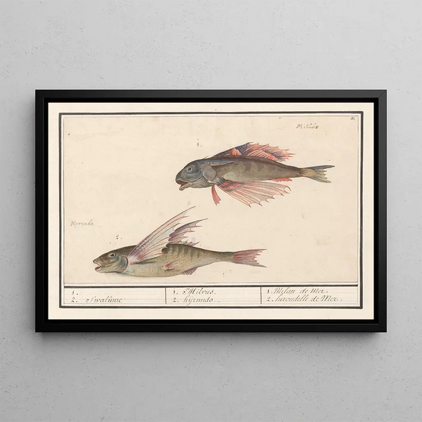 Grondin Rouge Chelidonichthys lucerna and Flying Fish Exocoetidae 1 2 Swallow 1 Milvus 2 Hirundo - Anselmus Botius de Boodt — framed artwork on a wall
