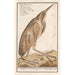 Butor étoilé Botaurus stellaris - Anselmus Botius de Boodt — artwork view