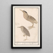Starry Bittern Painting Botaurus stellaris 1 naghtrave 2 id 1 Nicticorax caprimulg 2 id Nightjar 2 id - Anselmus Botius de Boodt