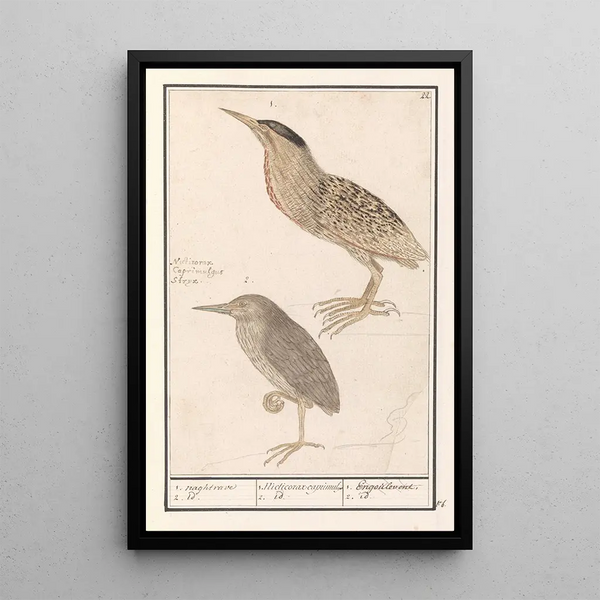 Starry Bittern Painting Botaurus stellaris 1 naghtrave 2 id 1 Nicticorax caprimulg 2 id Nightjar 2 id - Anselmus Botius de Boodt