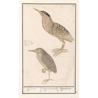Anselmus Botius de Boodt - Roerdomp Botaurus stellaris 1 naghtrave 2 id 1 Nicticorax caprimulg 2 id Engoulevent 2 id.webp