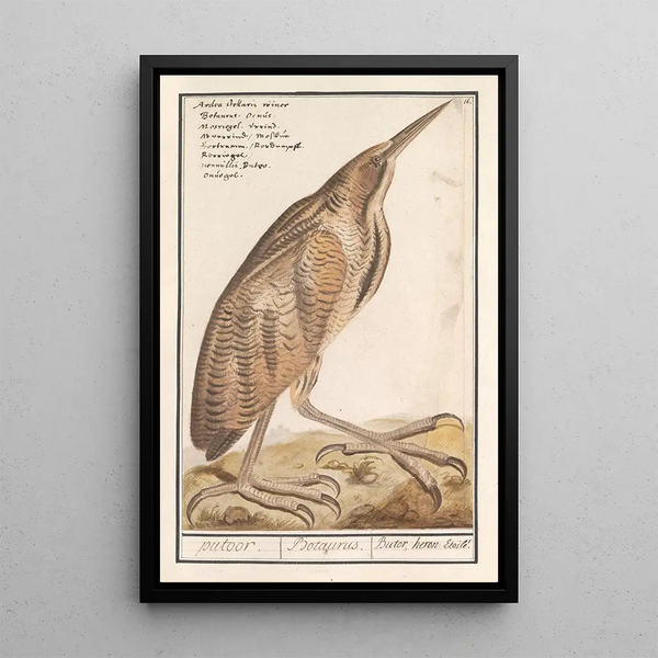 Butor étoilé Botaurus stellaris - Anselmus Botius de Boodt — framed artwork on a wall