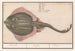 Rog Batoidea of the Rajomorphii Rocche Raya Ray - Anselmus Botius de Boodt — artwork view