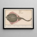 Rog Batoidea of the Rajomorphii Rocche Raya Ray - Anselmus Botius de Boodt — framed artwork on a wall