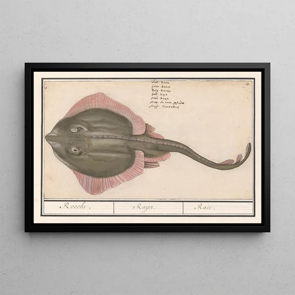 Rog Batoidea of the Rajomorphii Rocche Raya Ray - Anselmus Botius de Boodt — framed artwork on a wall